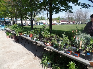 Plant Sale